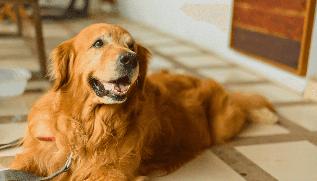 Golden Retriever Golden Retriever