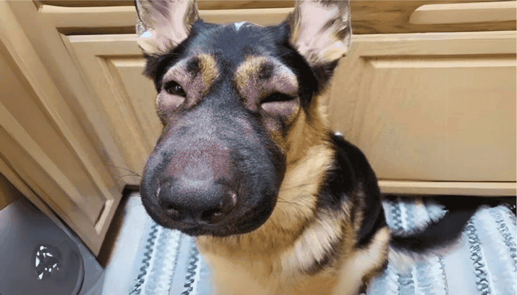 How Can I Know if My Dog Has Allergies