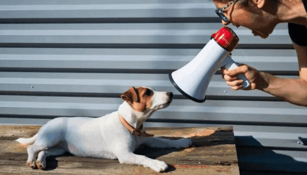 Jack Russell Terriers Jack Russell Terriers