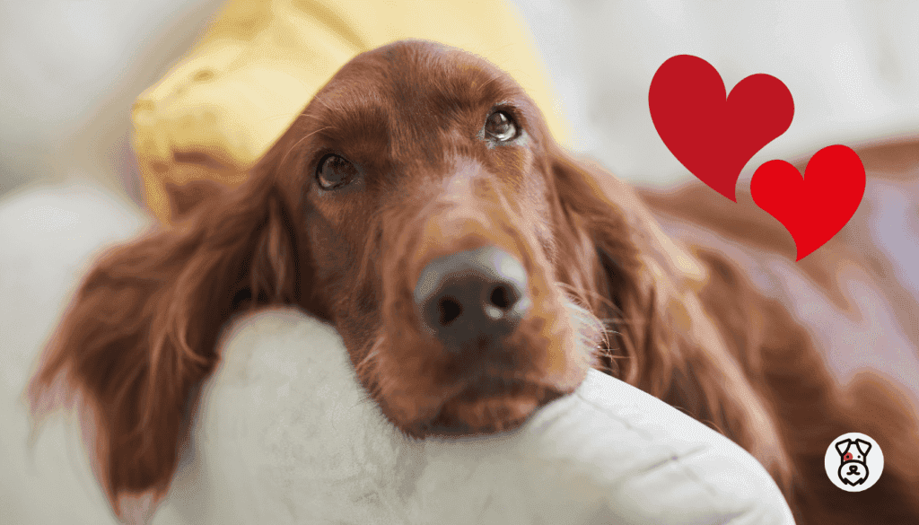 Keep Your Dogs Heart Healthy