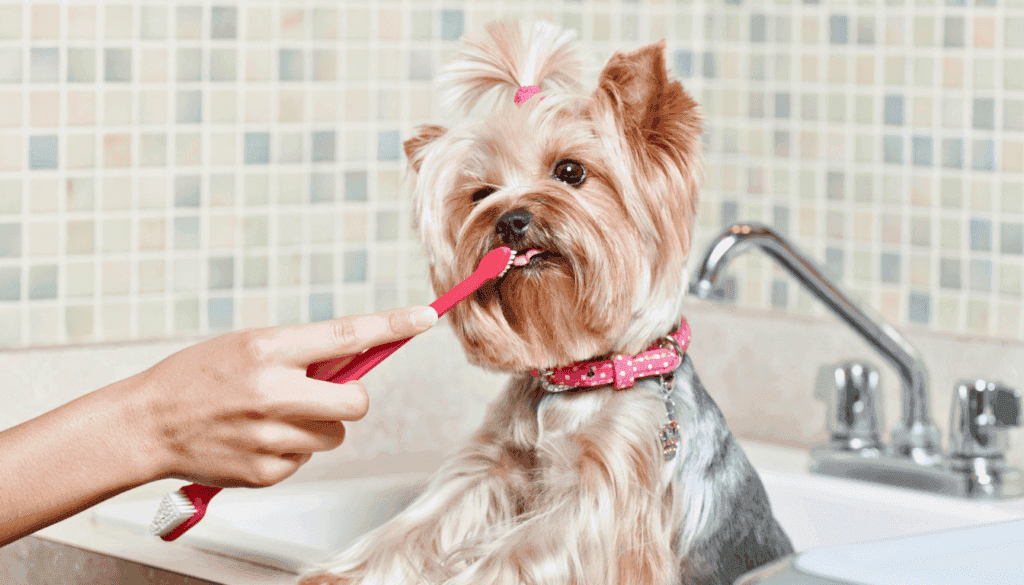 Keeping a dog’s teeth clean Keeping a dog’s teeth clean