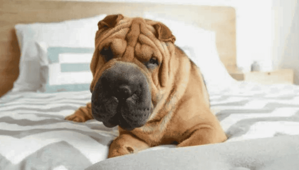 Shar Pei Shar Pei