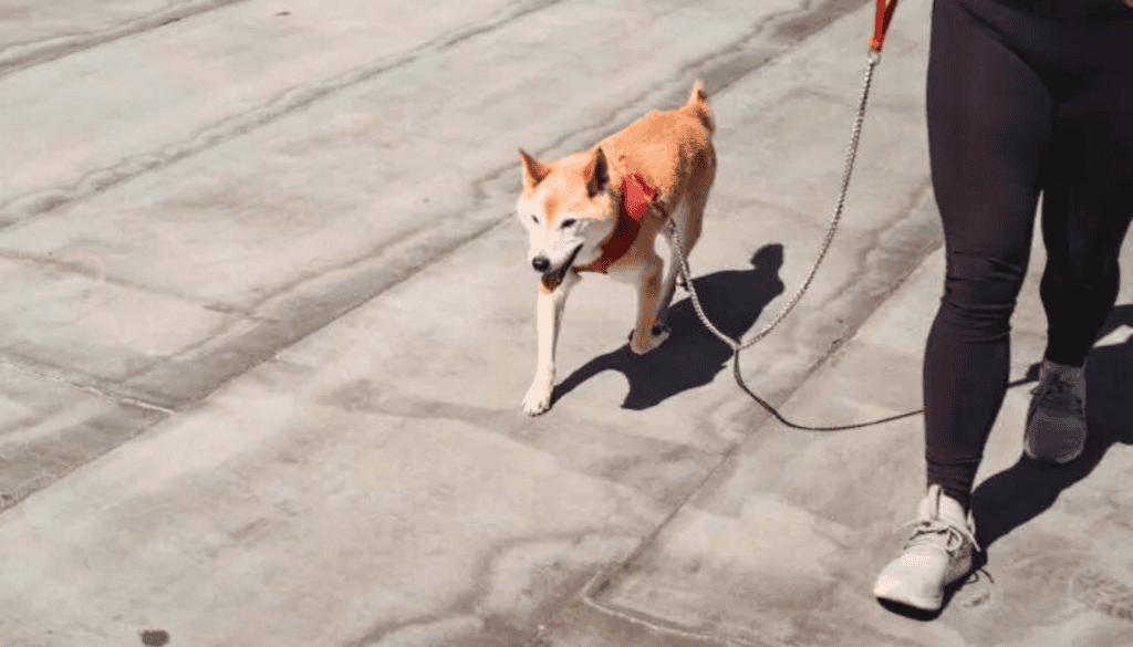 Shiba Inu Shiba Inu
