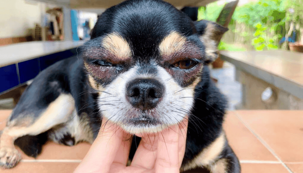 Signs of an Allergic Reaction in a Dog