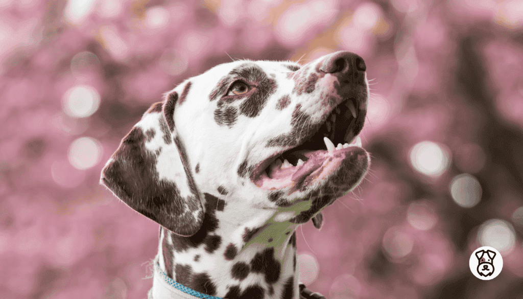 Spotted Dog Breeds