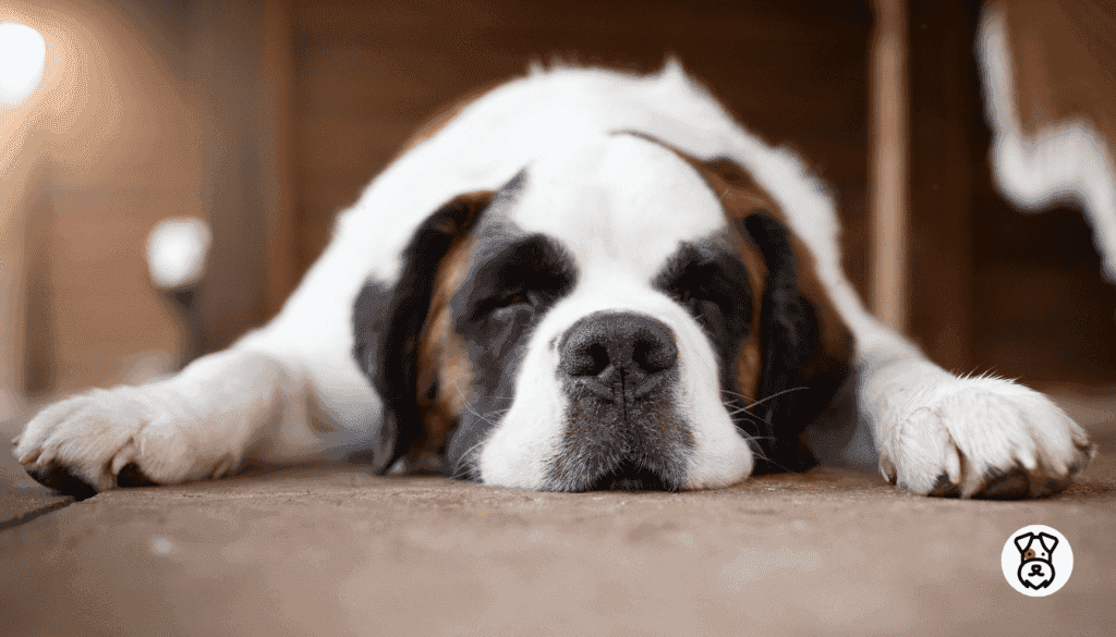 Why Does My Dog Groan When Lying Down