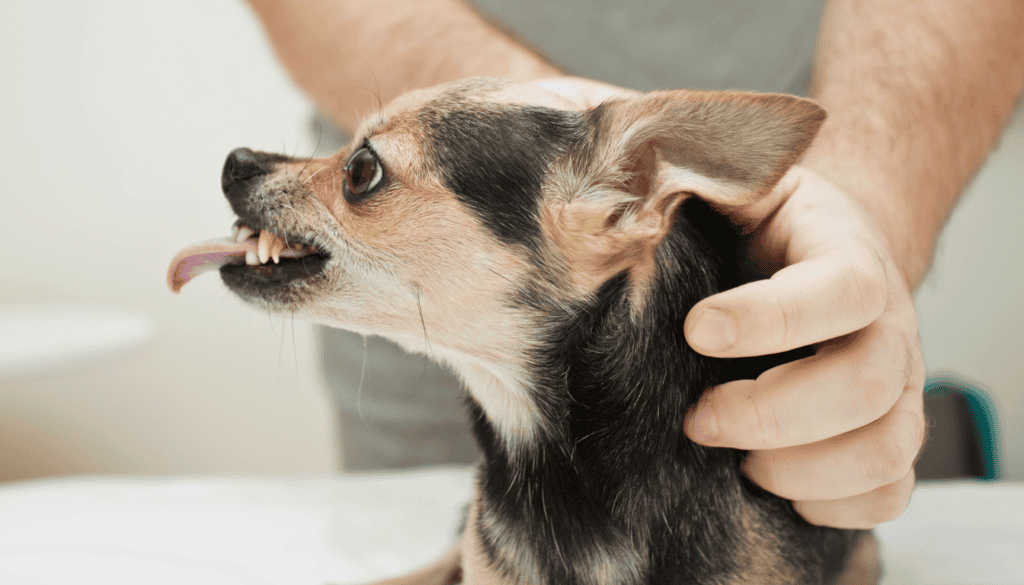 Why does my dog growl and show teeth when I pet him