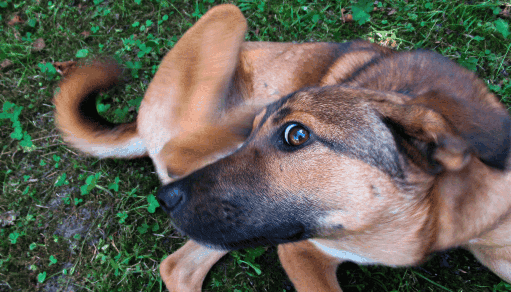 dog licking paws due to food allergies
