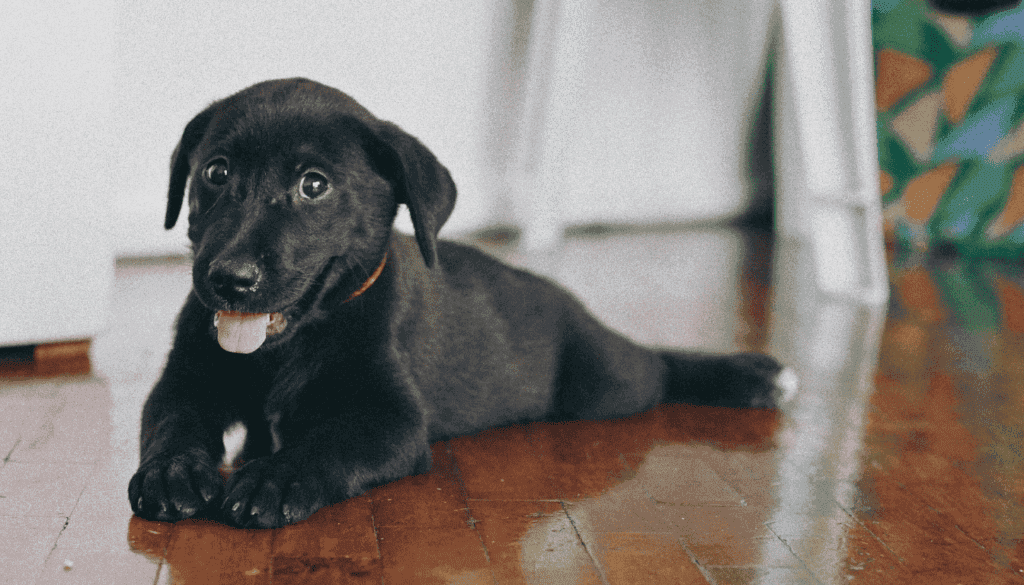 dog scratching your floors dog scratching your floors