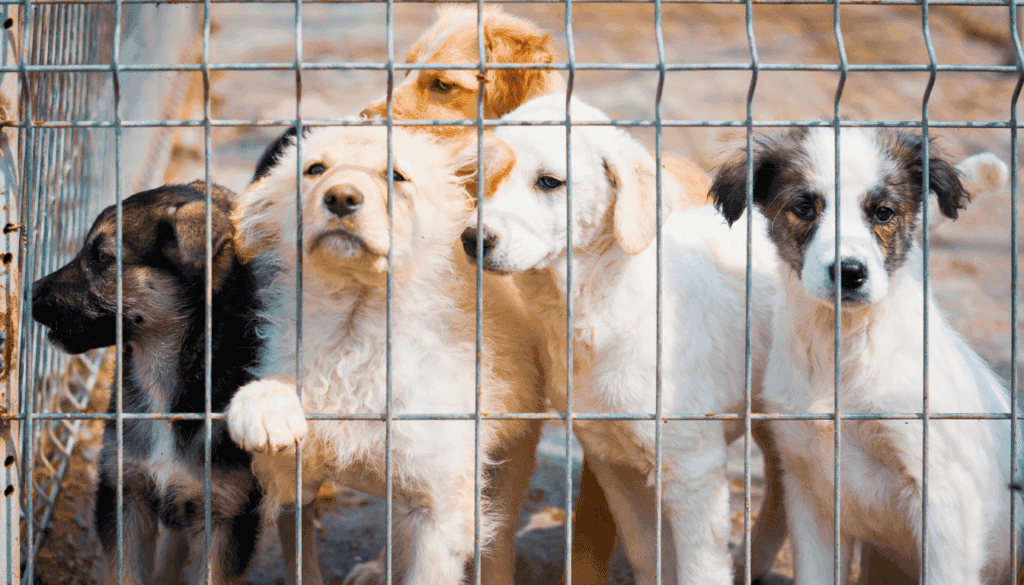 dogs in a shelter dogs in a shelter