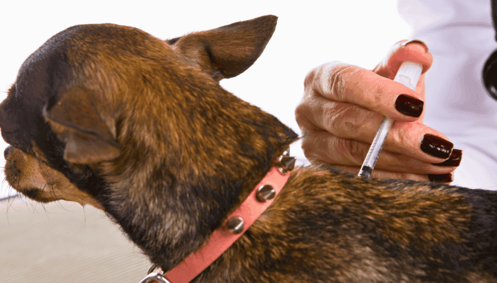 shelter dog getting vaccine shelter dog getting vaccine