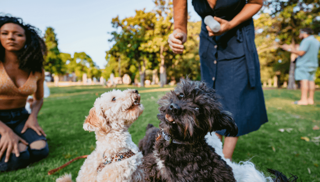 shelter dogs in the park shelter dogs in the park