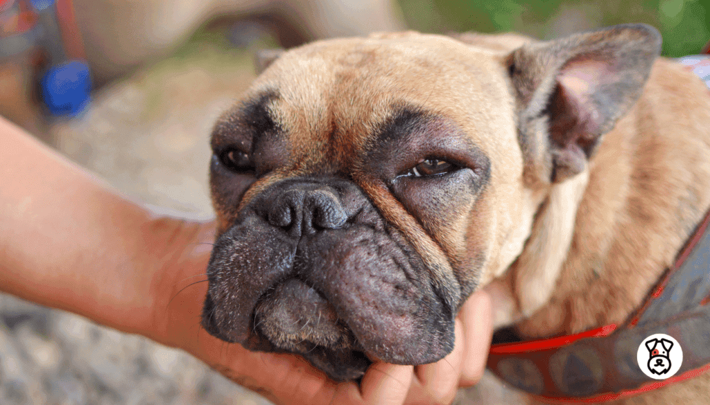 signs of an allergic reaction in dogs