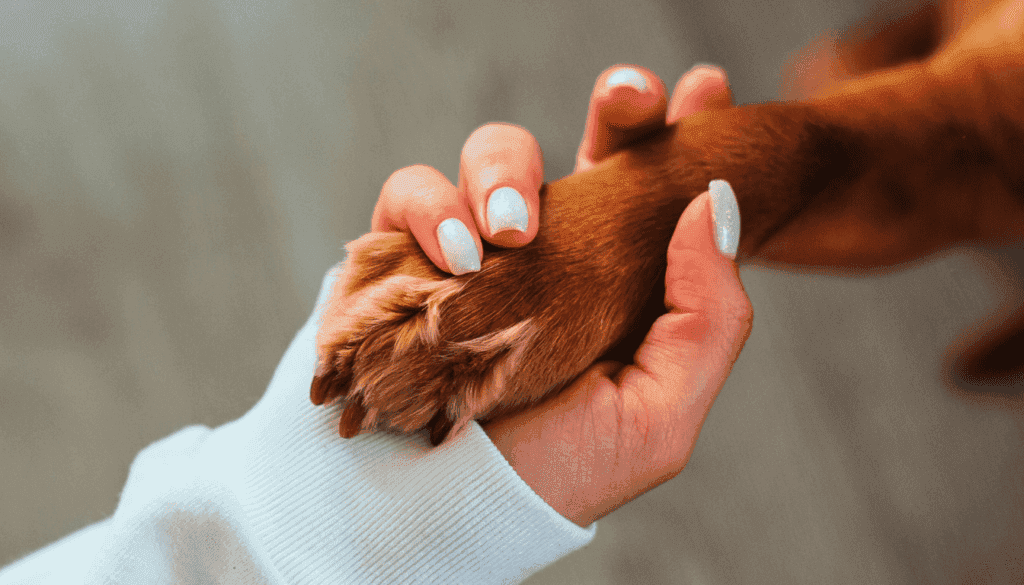 why dogs lick their paws so much
