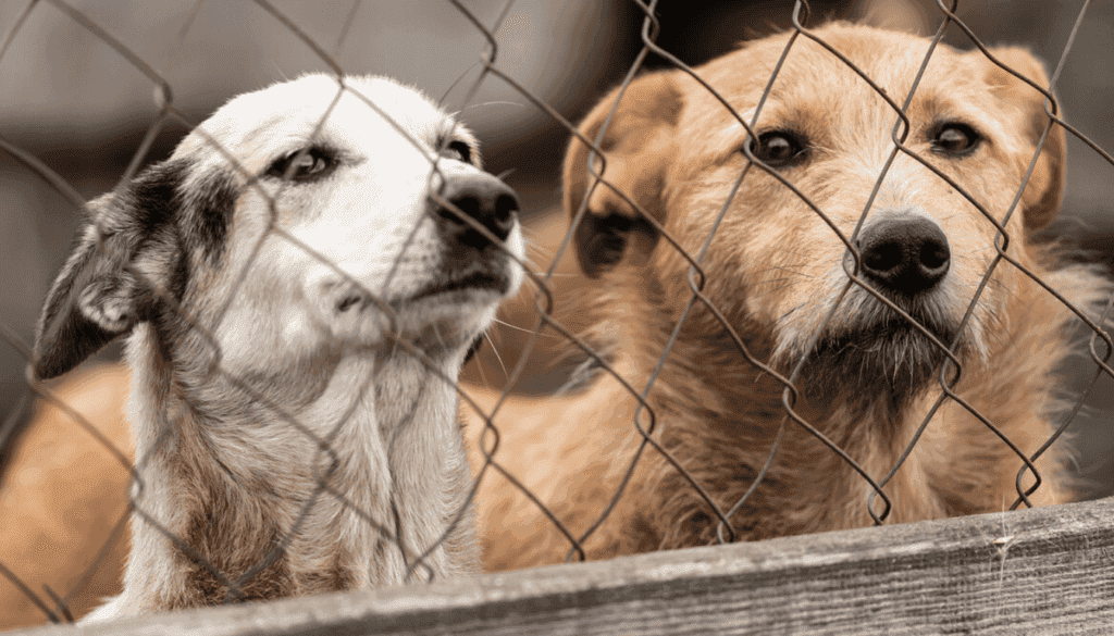 Adopting a dog from a shelter or rescue organization can be a cost effective