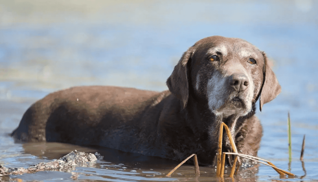 Are long walks good for old dogs Are long walks good for old dogs