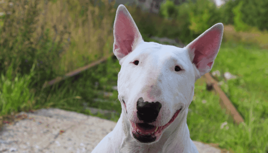 Bull Terrier Bull Terrier