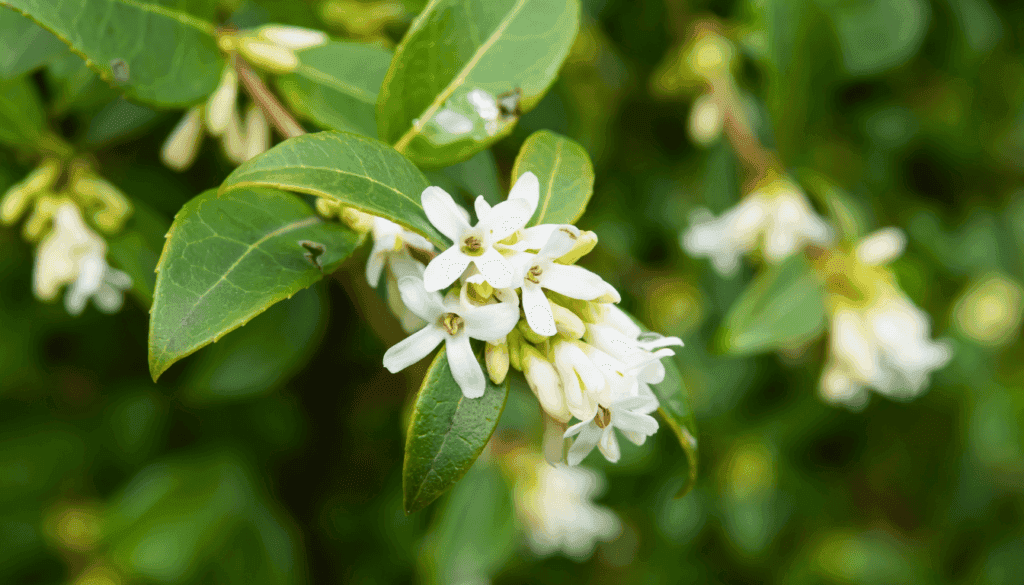 Burkwood Osmanthus Burkwood Osmanthus