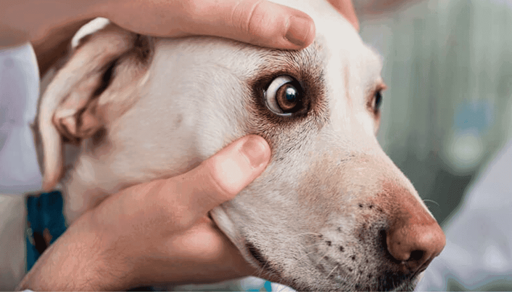 Common Causes of Blindness in Dogs Common Causes of Blindness in Dogs