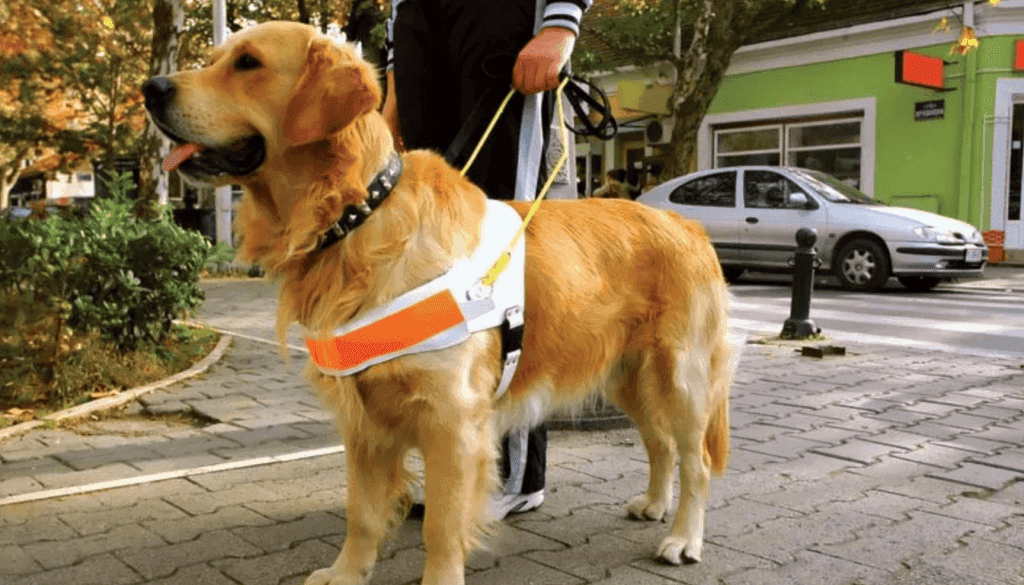 Different types of working dogs have important jobs and are trained to perform specific tasks