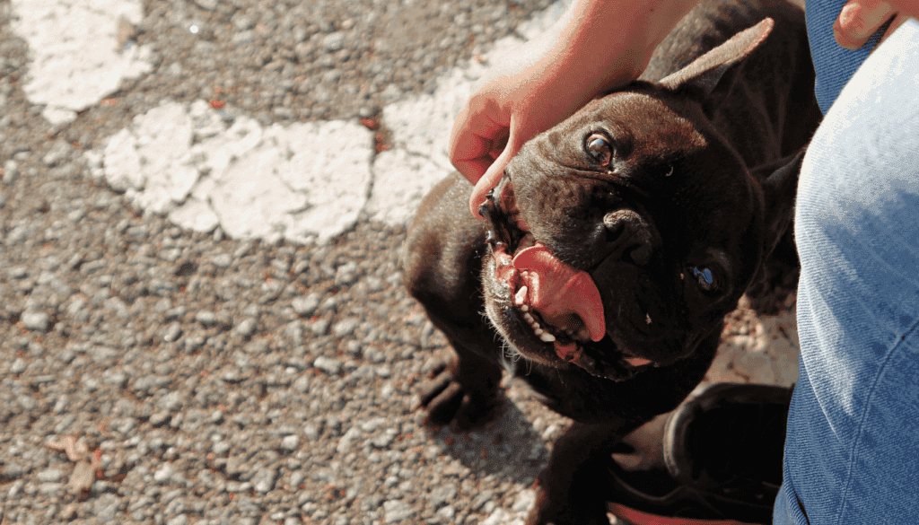 Dogs are experts at reading human body language Dogs are experts at reading human body language