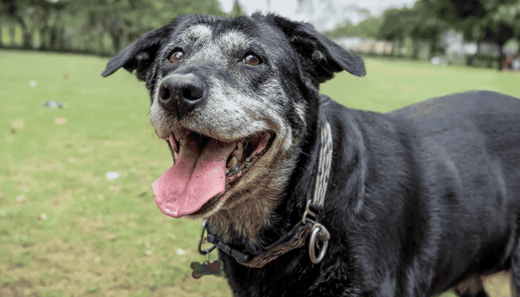 How long should I walk my senior dog for How long should I walk my senior dog for