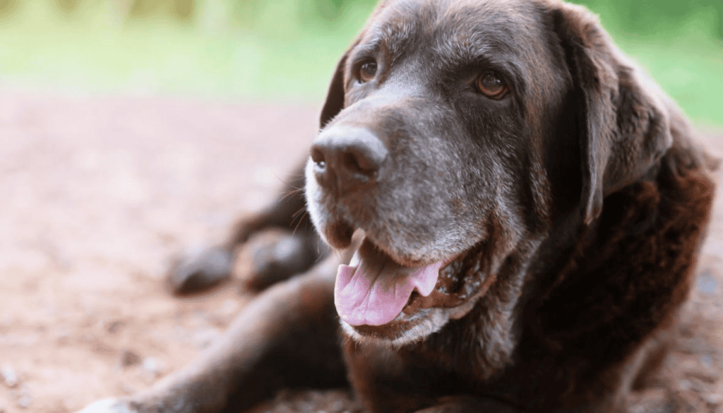 How much exercise should a senior dog get How much exercise should a senior dog get