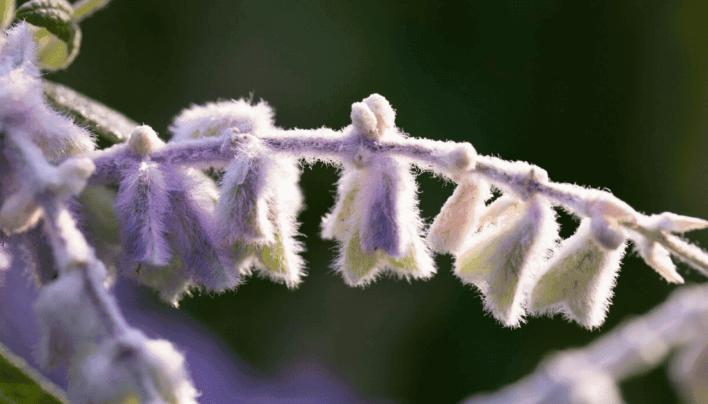 Mexican Sage Mexican Sage