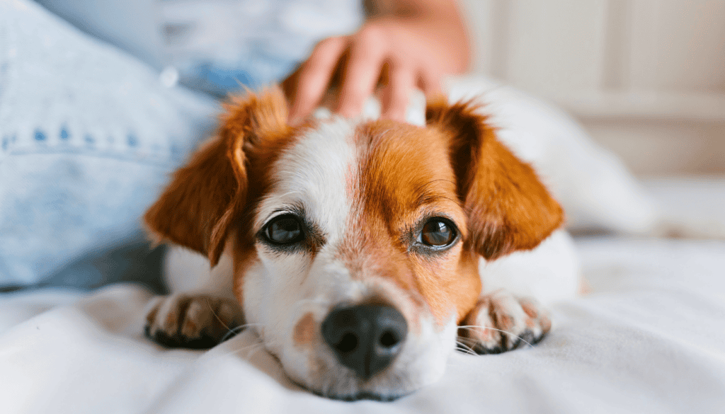 Pet dogs primarily serve as companions
