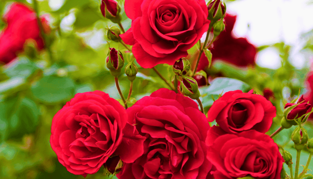Rose Rose