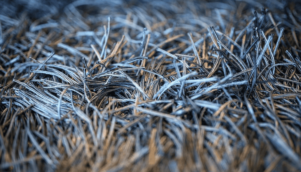 Silver Carpet Silver Carpet