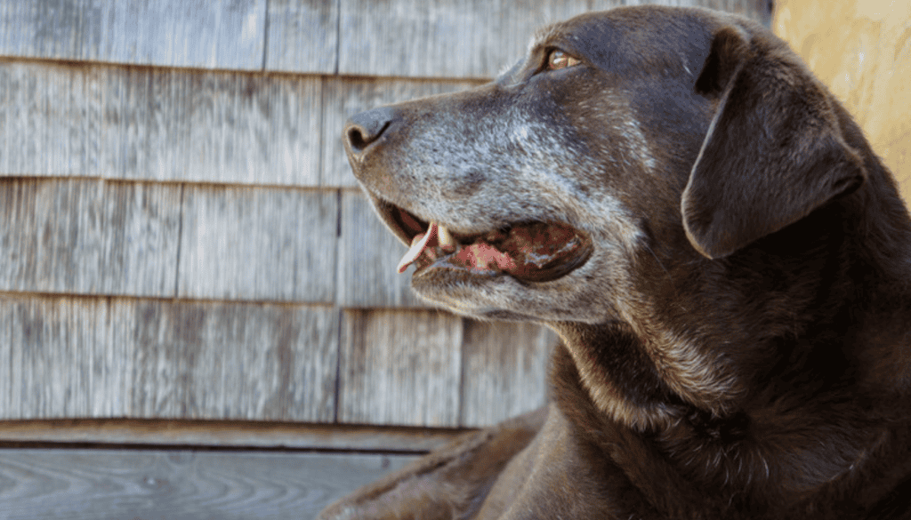 What is the best exercise for senior dogs What is the best exercise for senior dogs