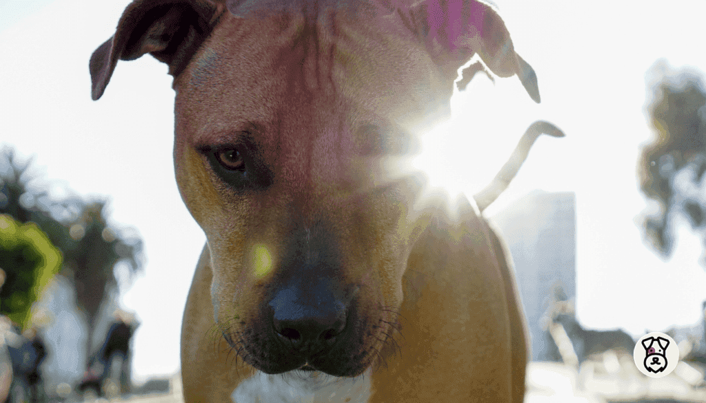 can dogs sense evil