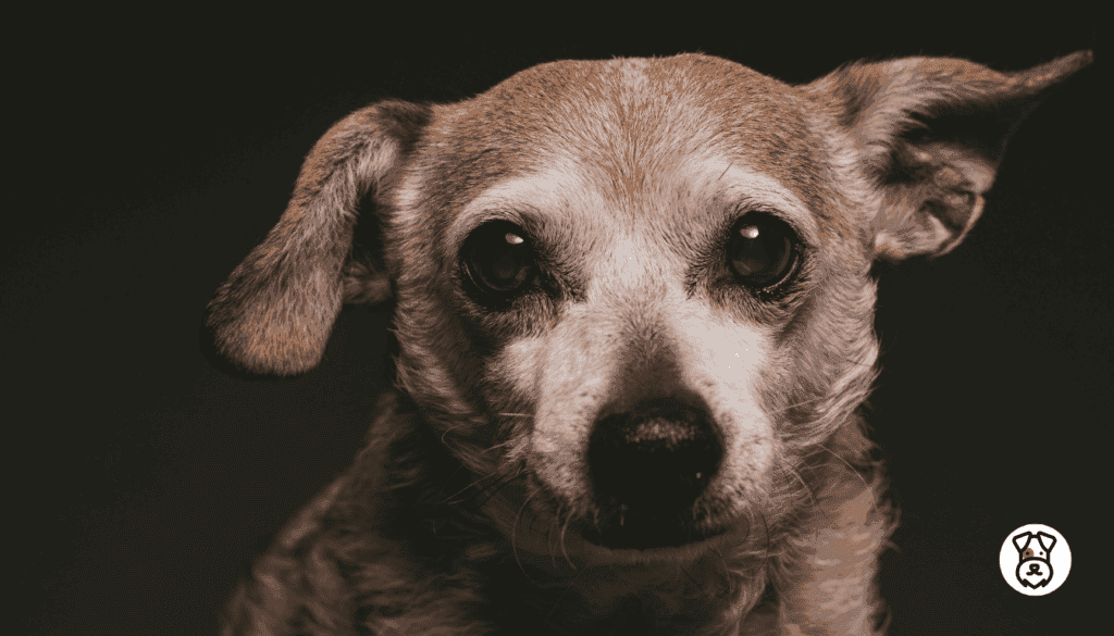 gentle exercises for senior dogs