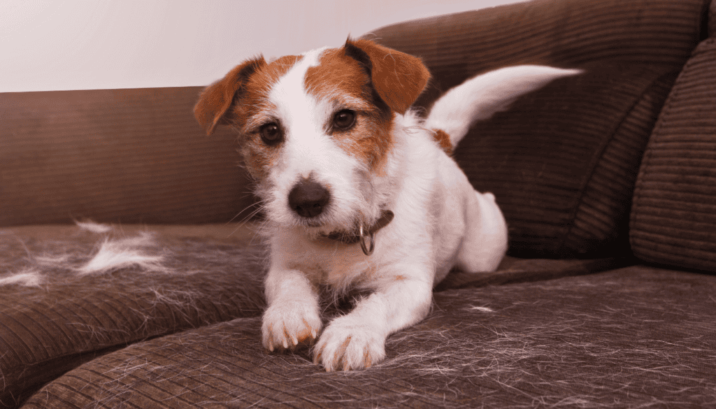 how to keep dog hair to a minimum how to keep dog hair to a minimum