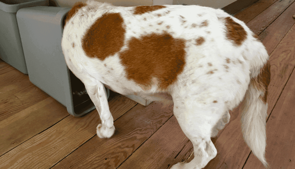 how to keep dog out of kitchen trash can how to keep dog out of kitchen trash can