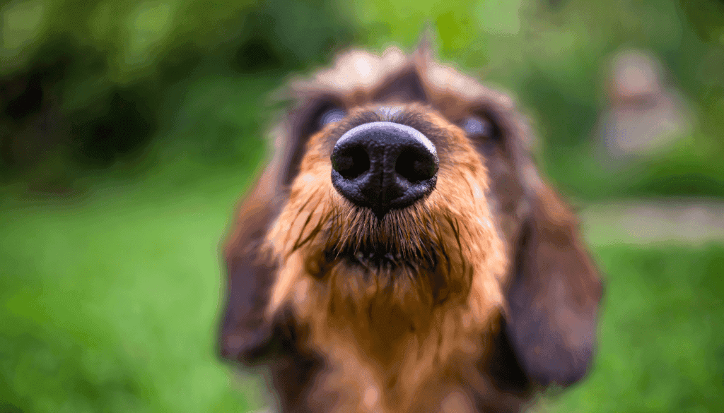 keep dogs out of garbage cans keep dogs out of garbage cans