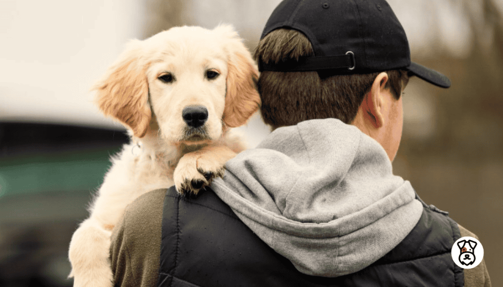 most stolen dog breed