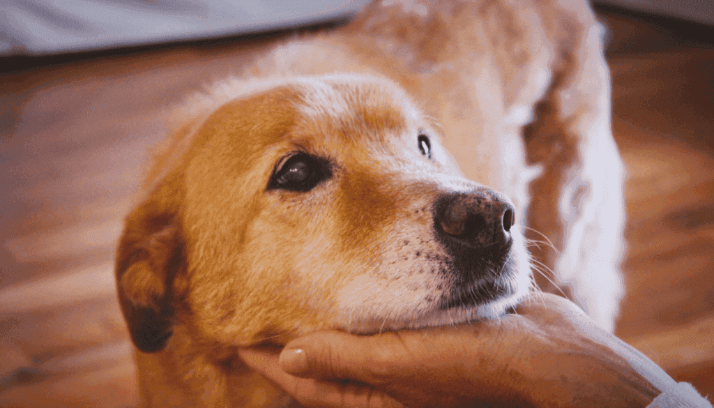 possibility that animals have a soul possibility that animals have a soul