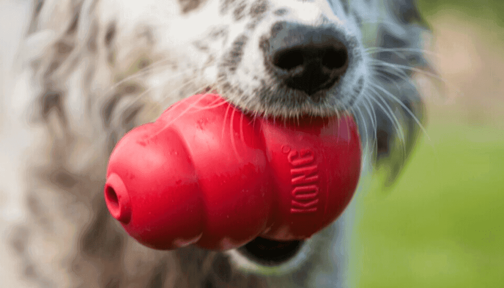 what do you put in a kong for dogs what do you put in a kong for dogs