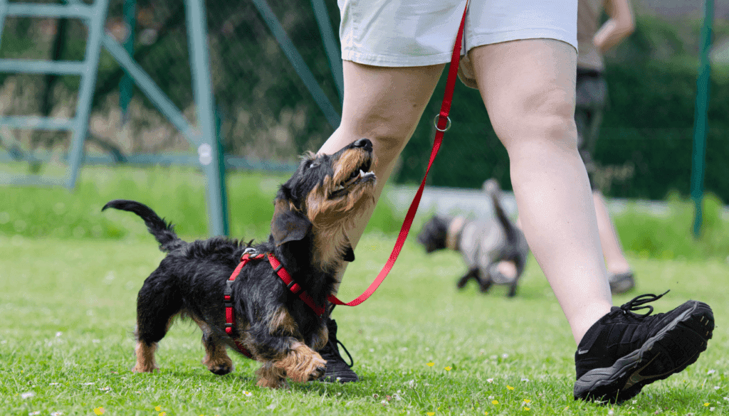 working dogs and pet dogs differ significantly