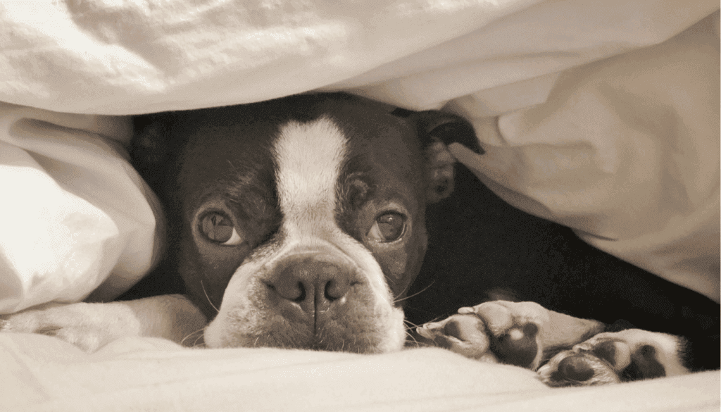 Comfort plays a big role in helping dogs sleep Comfort plays a big role in helping dogs sleep