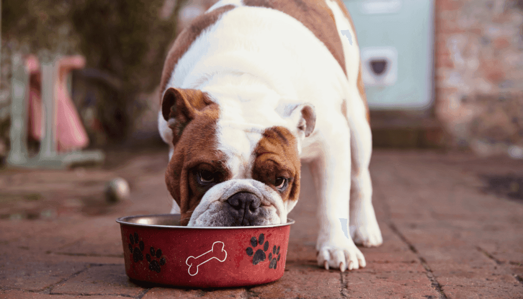 Corn gluten meal is often used in dog foods as a cheap protein source