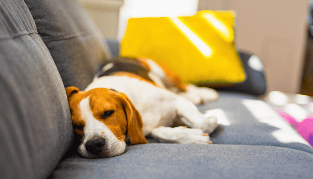 Dogs need sufficient sleep to stay healthy and energetic Dogs need sufficient sleep to stay healthy and energetic