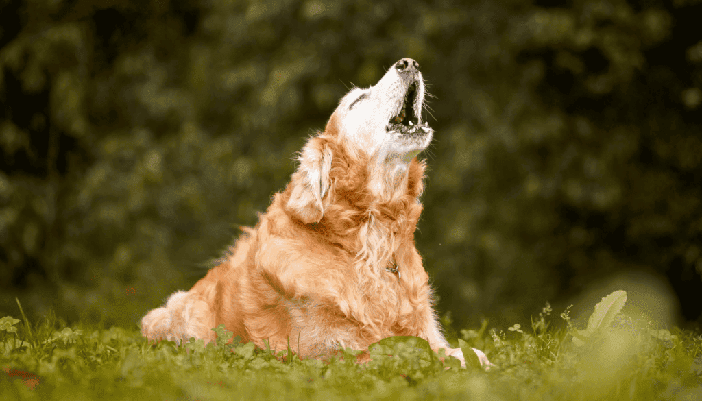 Dogs use various sounds to express their emotions and needs Dogs use various sounds to express their emotions and needs