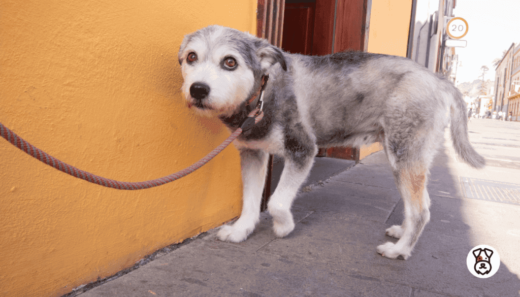 How to Build Your Dog's Confidence