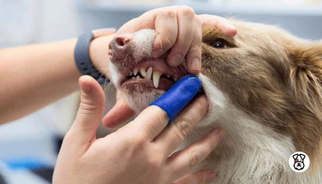 How to Clean a Dog's Teeth Without Brushing
