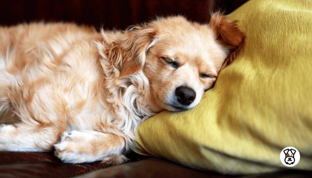 How to Make Your Dog Sleepy