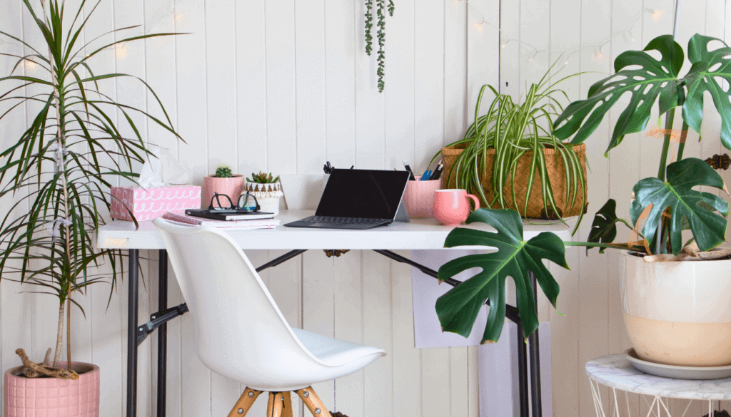 Indoor plants can do wonders for keeping dog odors at bay Indoor plants can do wonders for keeping dog odors at bay