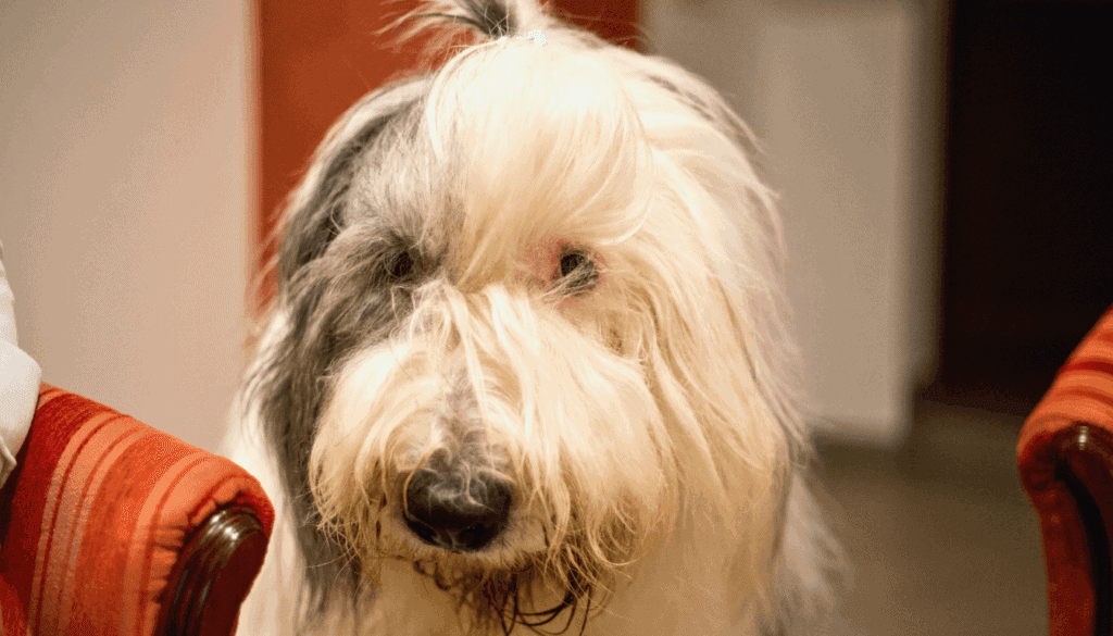 Old English Sheepdog Old English Sheepdog